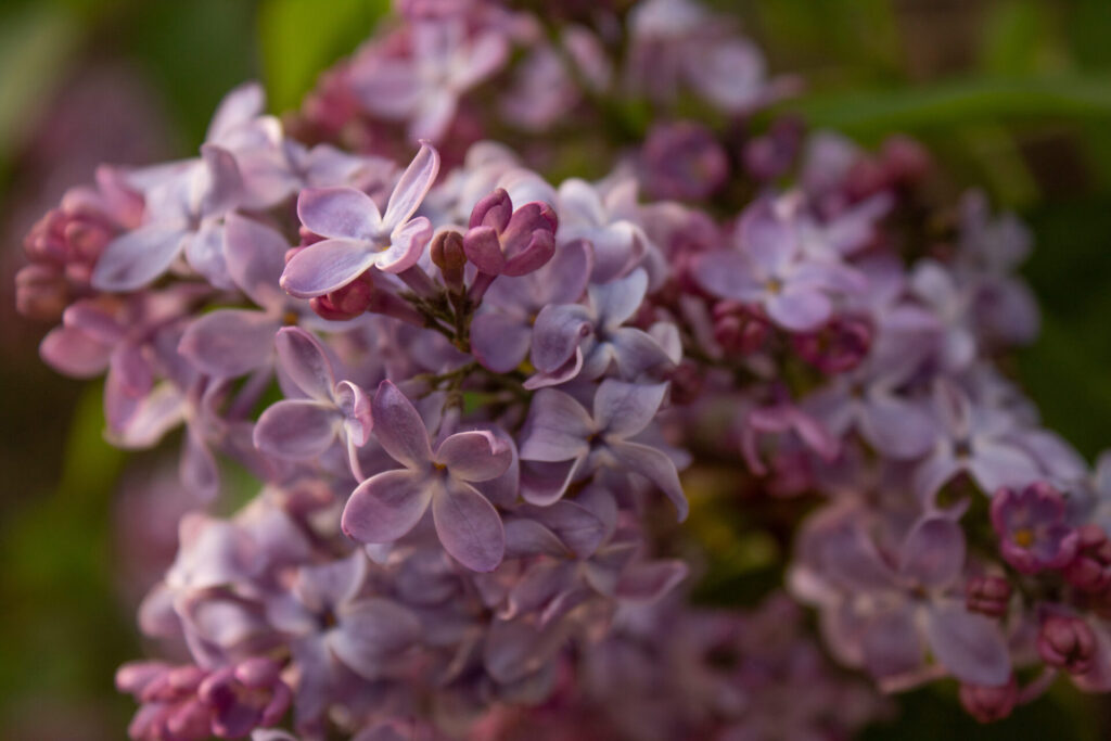 purple lilac flowers 