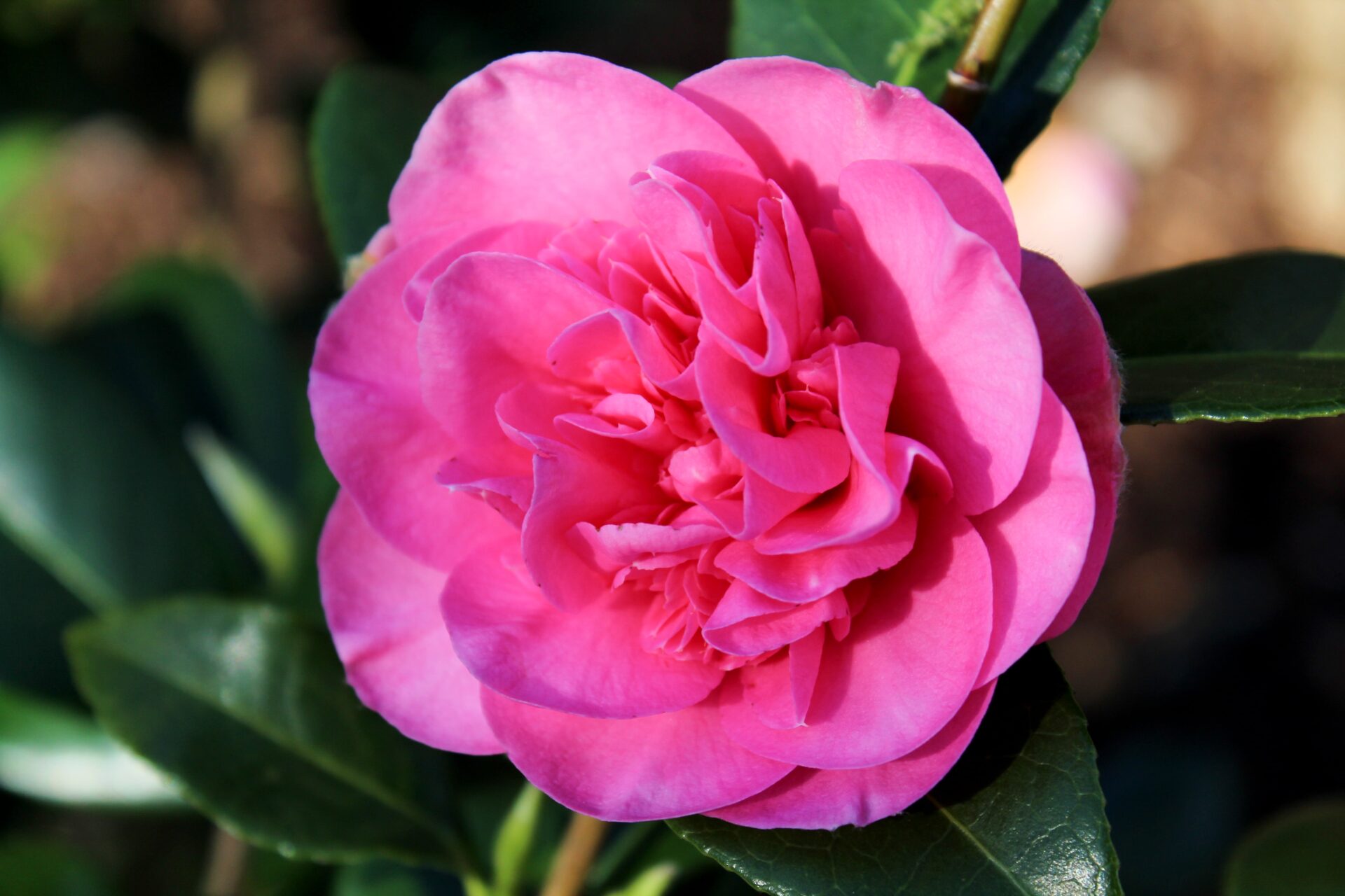 pink flower close up