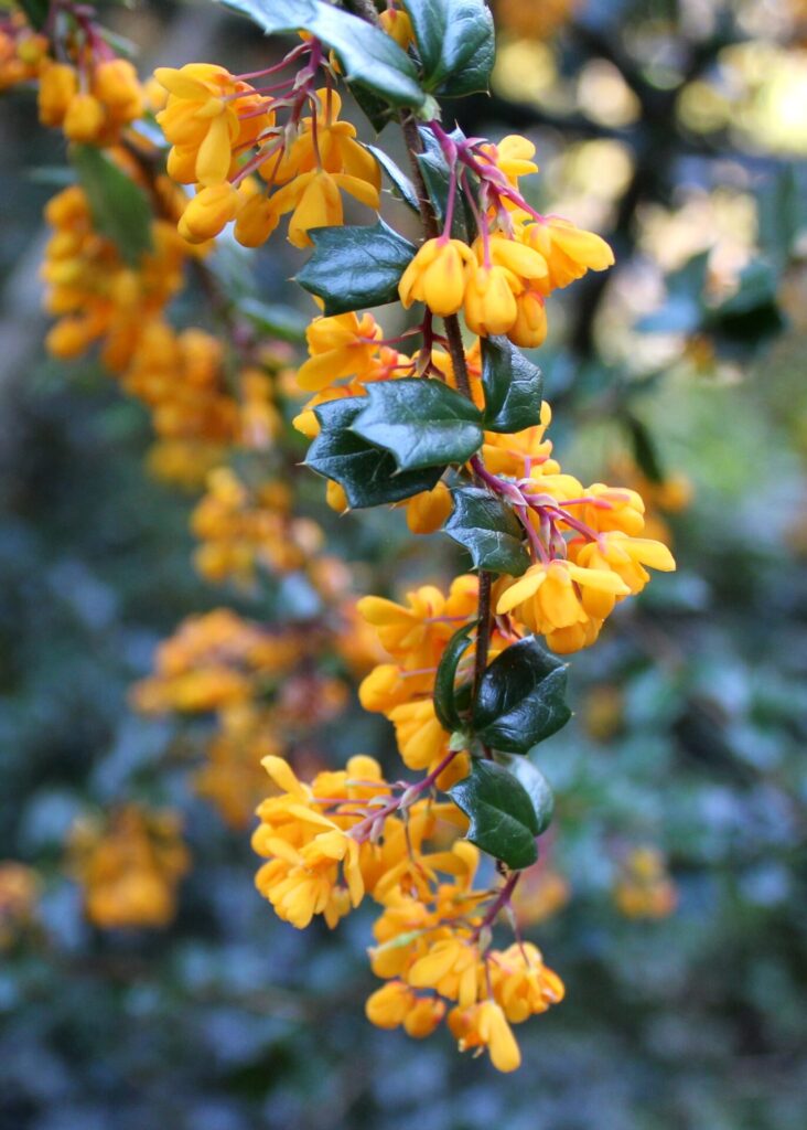 Yellow Flowers in Ireland
